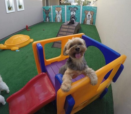 Hospedagem para pets