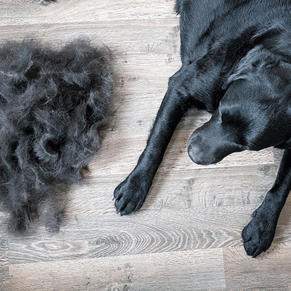 Você sabe como controlar a quantidade de pelos que cai dos seus cães e gatos?