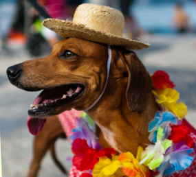Levar ou não levar pets para blocos