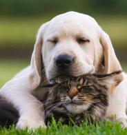 IA x Pets: Os cuidados que se deve ter ao usar IA para confirmações de diagnóticos