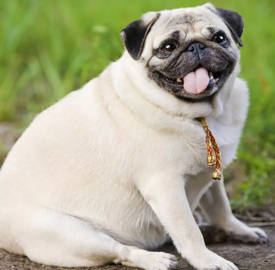 Obesidade nos pets