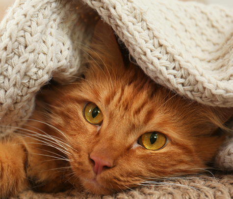 20/10/2023 Alergias Respiratórias em cães e gatos
