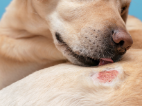 Alergias em cães e gatos