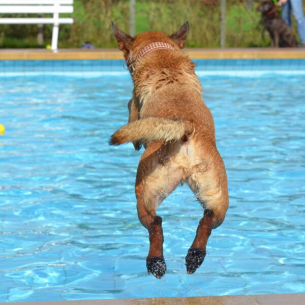 Os cuidados que devemos tomar com os cães nas piscinas