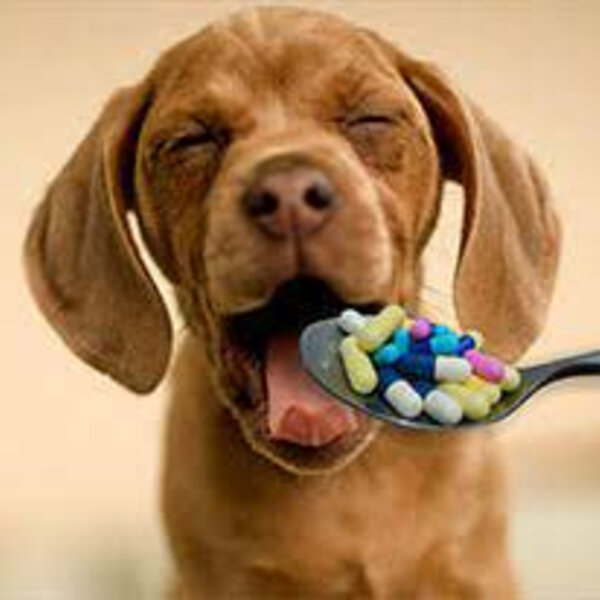 Dicas para dar medicação via oral para seu cachorro ou gato