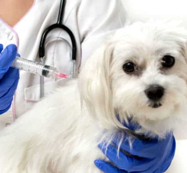 Protocolo de vacinação dos pets