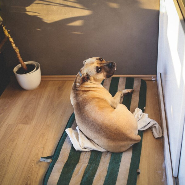 Você já parou para pensar na relação entre o piso da sua casa e seu pet?