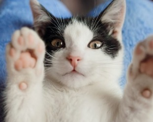 Os sentidos dos pets - tato