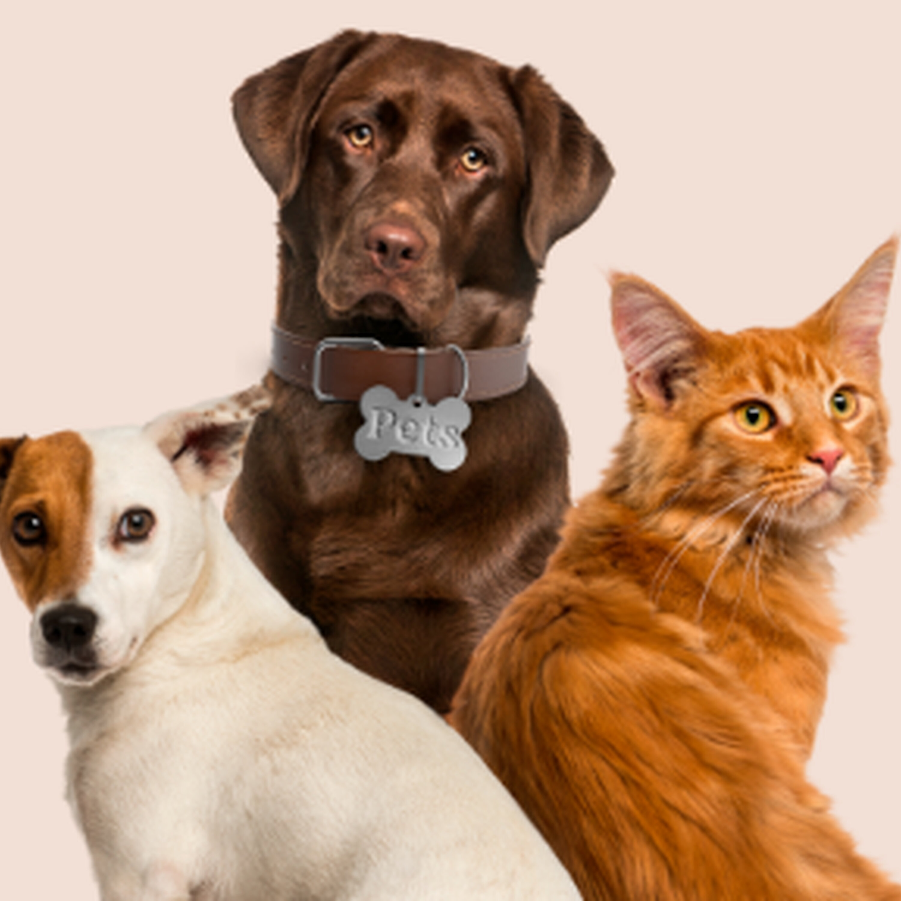 Nossos pets tem opção de escolha? episode artwork