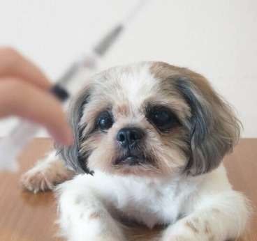 Diabetes nos pets