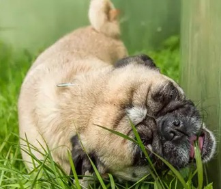 Pets comendo plantas e mato