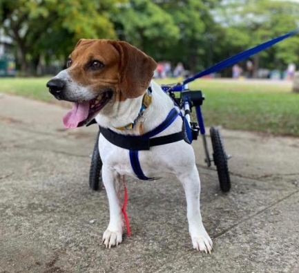 11/12/2023 Resiliência e adaptação dos animais