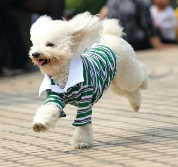 O frio, as roupinhas e o conforto dos pets