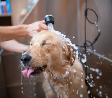 Frequência de banho nos pets