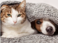 Pets no frio