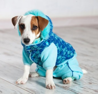 A relação dos pets com os dias frios