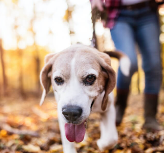 Metas com os pets para o próximo ano