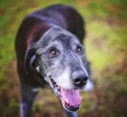 05/10/2023 Quais são os cuidados especiais com cães idosos?