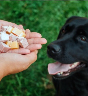 Educação para alimentar os pets