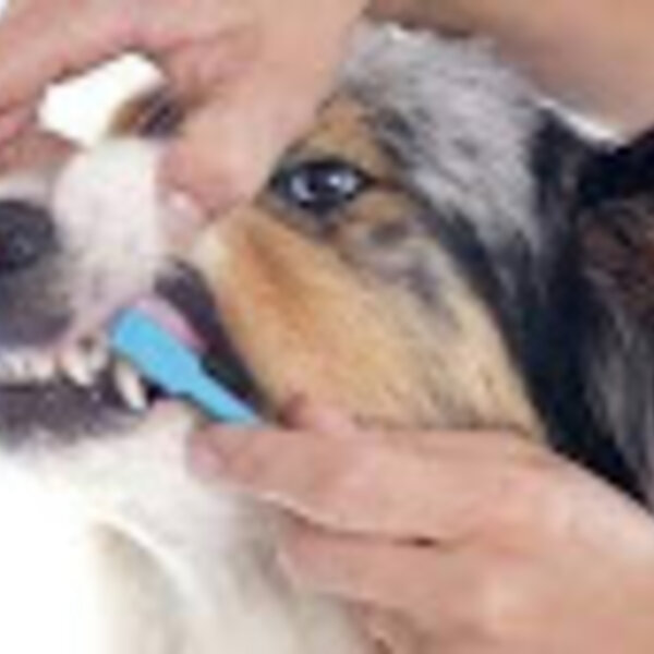 Você sabe a importância de escovar os dentes do seu cão?