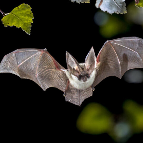 Morcegos (pt. 2)