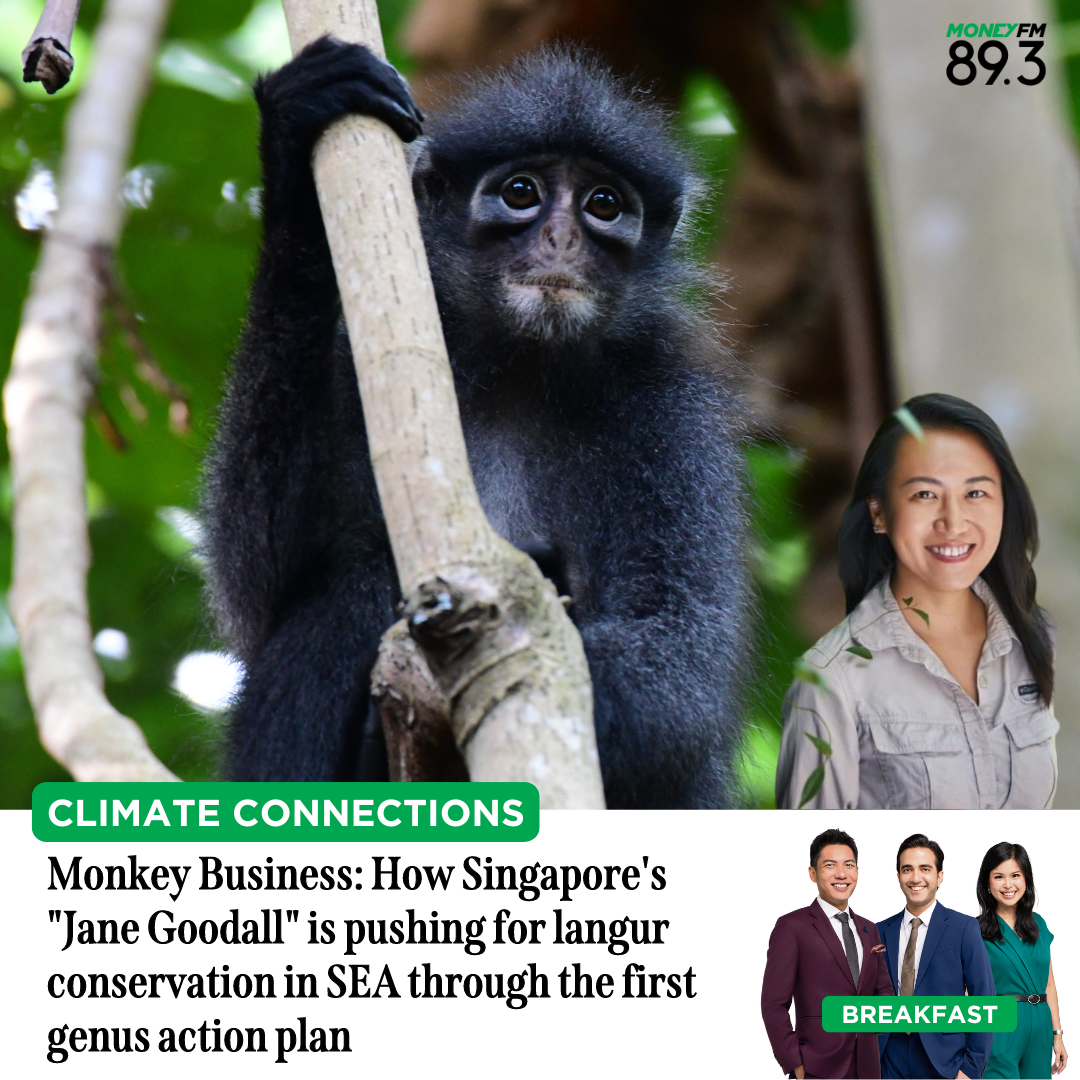 Climate Connections: Monkey Business - How Singapore's "Jane Goodall" is pushing for langur conservation in SEA through the first genus action plan
