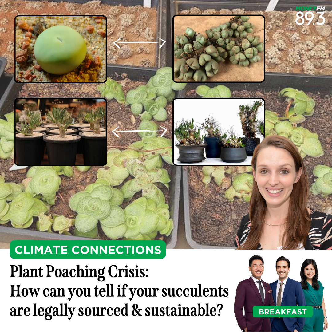 Climate Connections: Plant Poaching Crisis: How can you tell if your succulents are legally sourced & sustainable?