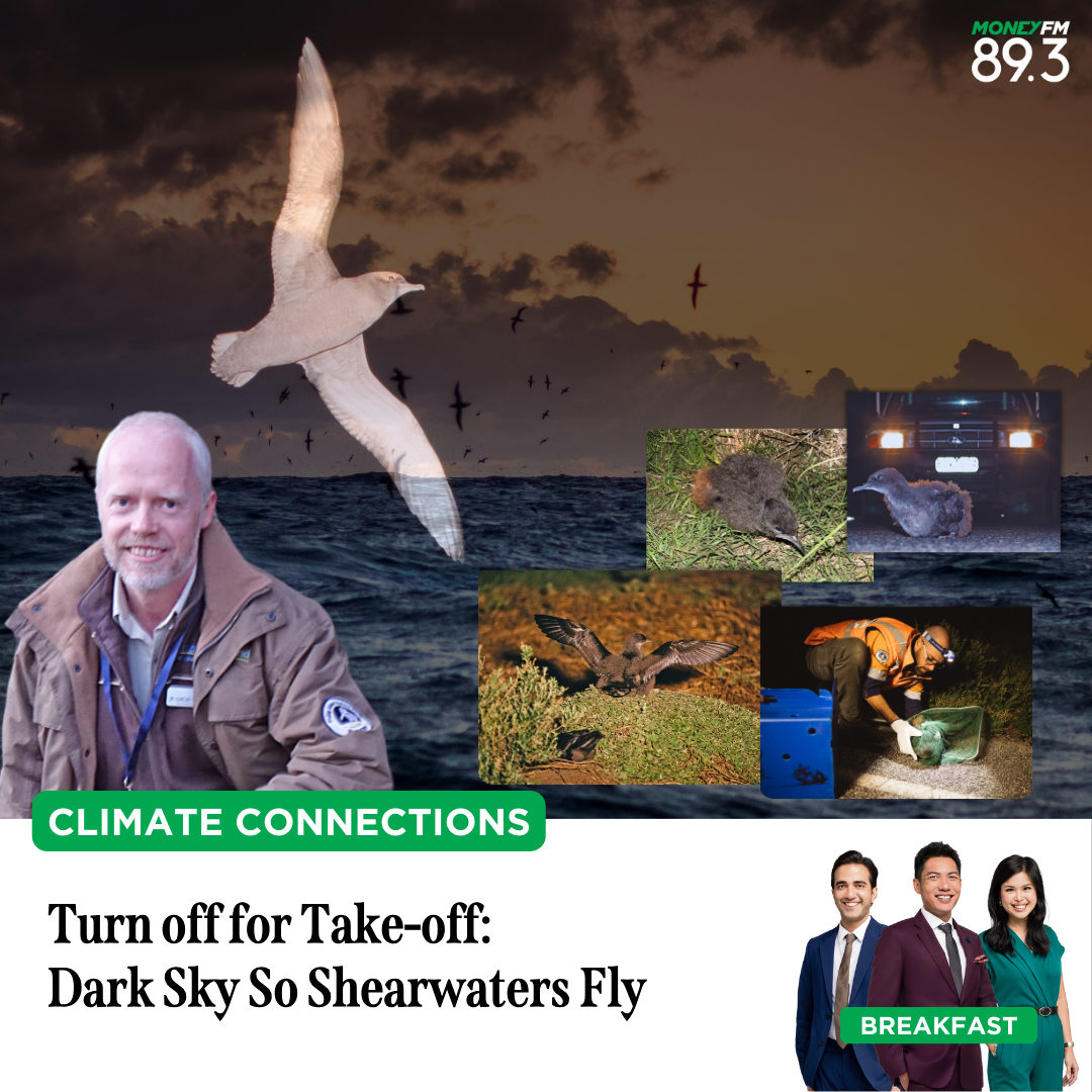 Climate Connections: Turn off for Take-off - Dark Sky So Shearwaters Fly