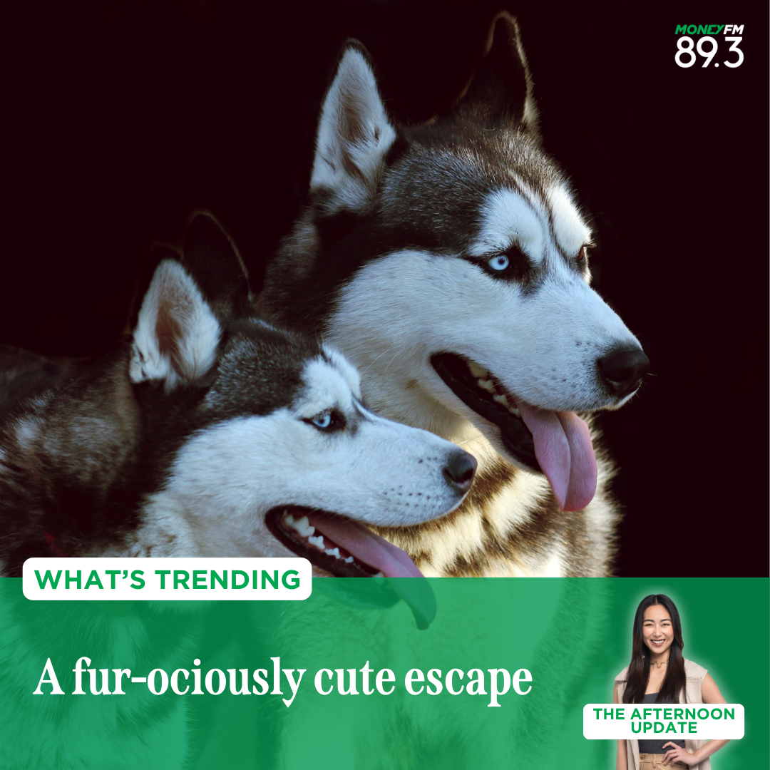 What’s Trending: Who let the dogs out?