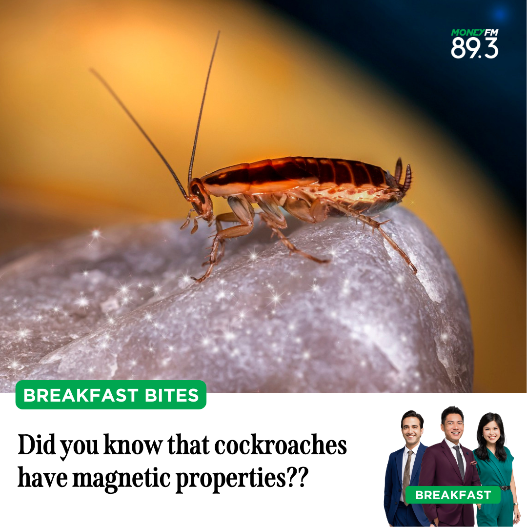 Breakfast Bites: Did you know that cockroaches have magnetic properties??
