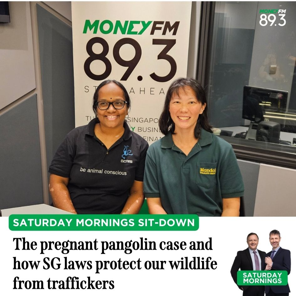 Saturday Mornings: How Singapore is taking action to fight the trafficking endangered animals