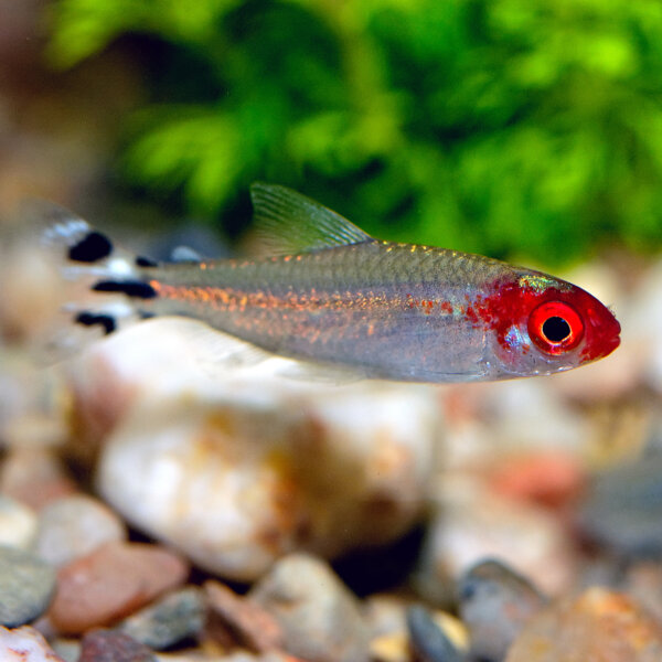 【投融资道 2.0】Beebiesmart:观赏鱼虾能成功融资,还能救水患?!