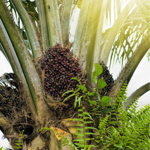 让马来西亚棕油市场扩大利润 PALMPRO 神器颠覆收割传统