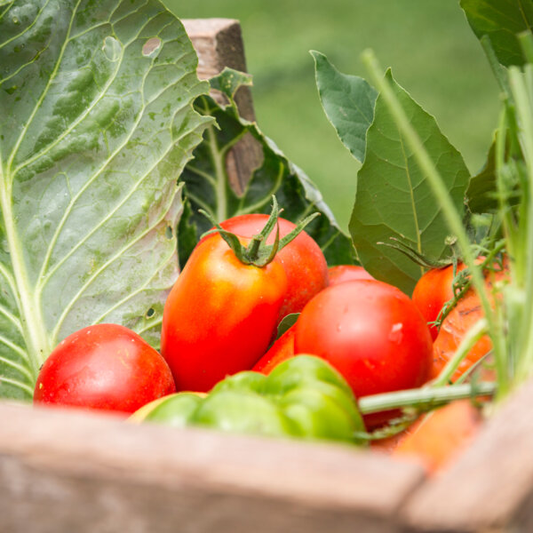 90 后有机菜贩:新世代的绿色传声筒