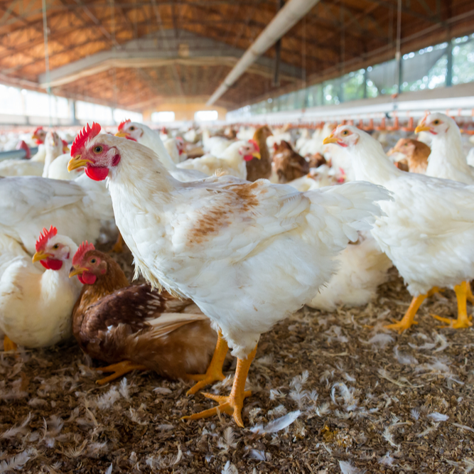 Tackling Chicken Price Inflation And Undersupply 