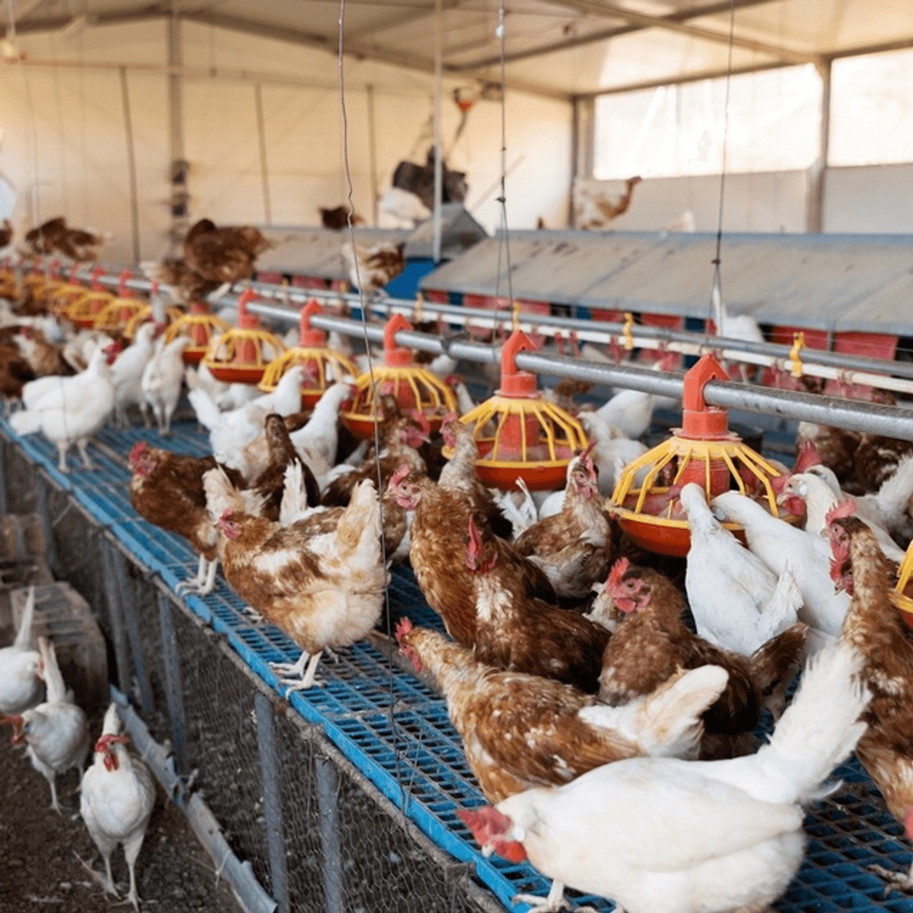 Extreme Heat Tests Malaysia’s Poultry Farms