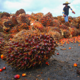 Palm Oil Supply To Ease In Second Half Of 2022