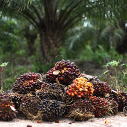 Palm Oil Price Highs in the Past
