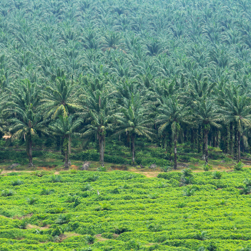 Diversify Agricultural Land Use Mix