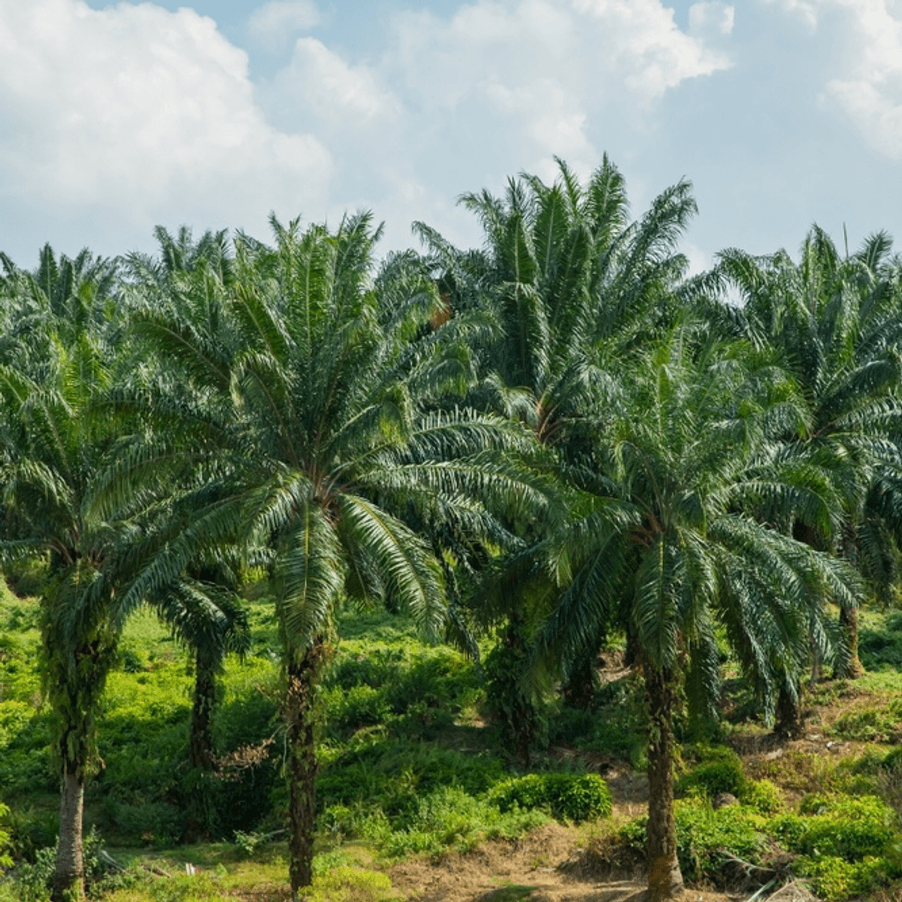 Can Plantation Stocks Keep Climbing?