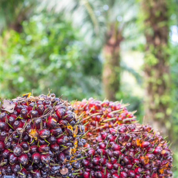 印尼禁止棕油出口 大马种植股的春天会有多久？
