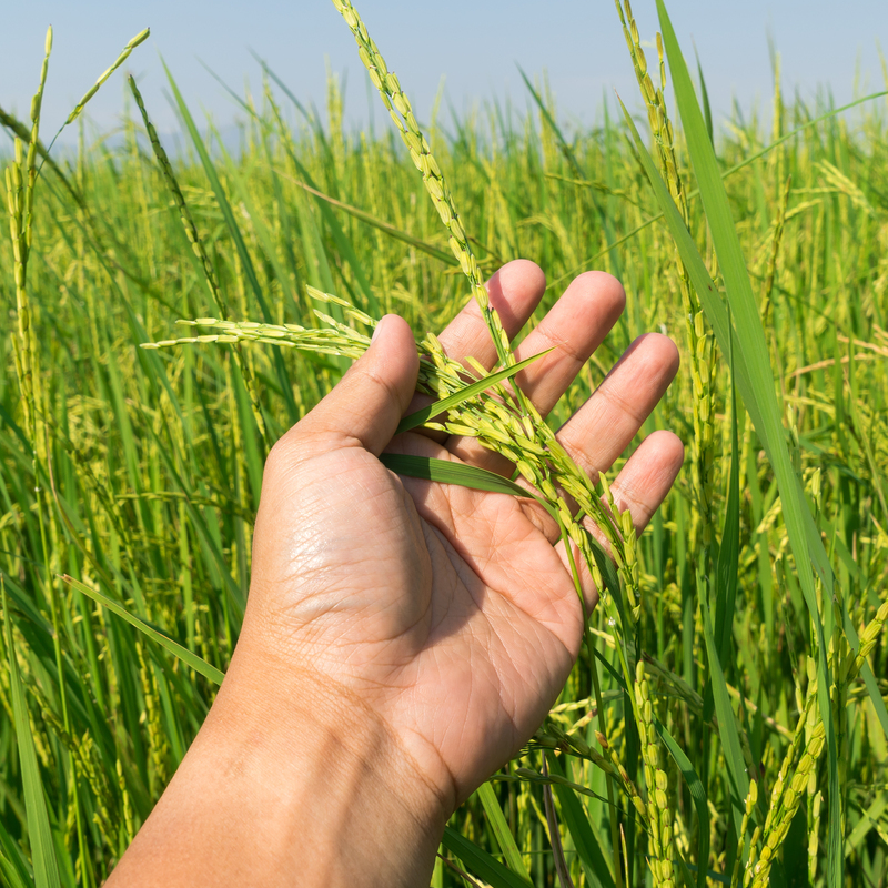 Climate Change Biggest Threat To Food Security