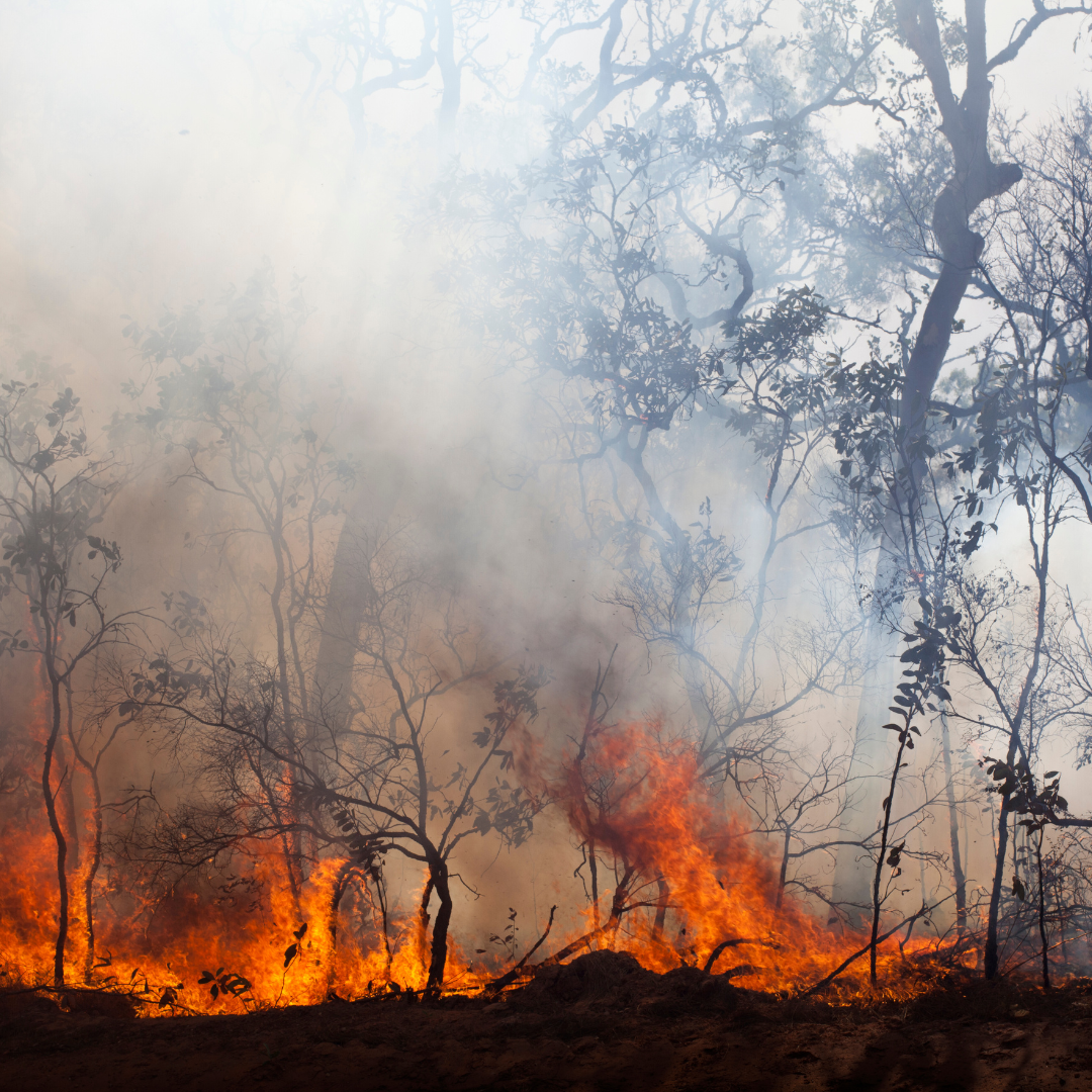 夏季干旱季酿灾，夏威夷『毛伊』遇史上最大火患！