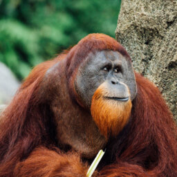 Today On Twitter: "The Orangutan Will Kill You First" 