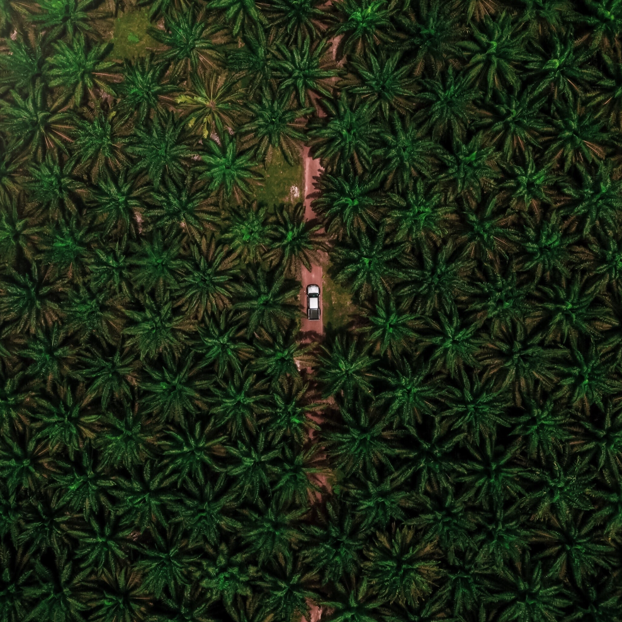 Unpacking Indonesia's Palm Oil Export Ban