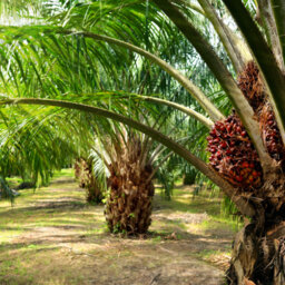 Zuraida, Orangutans and Palm Oil: Unpacking The Issues