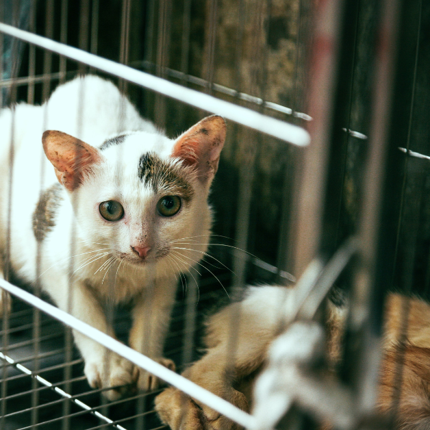 Finding Forever Homes For Stray Animals