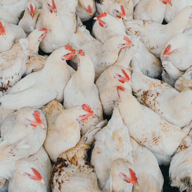 Can Tech Help Chicken Production?