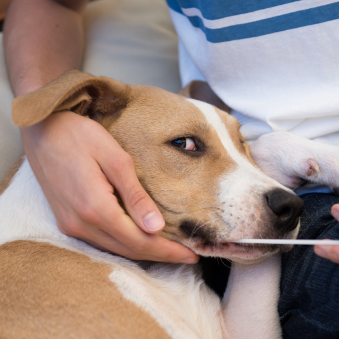 Should You DNA Test Your Dog? 