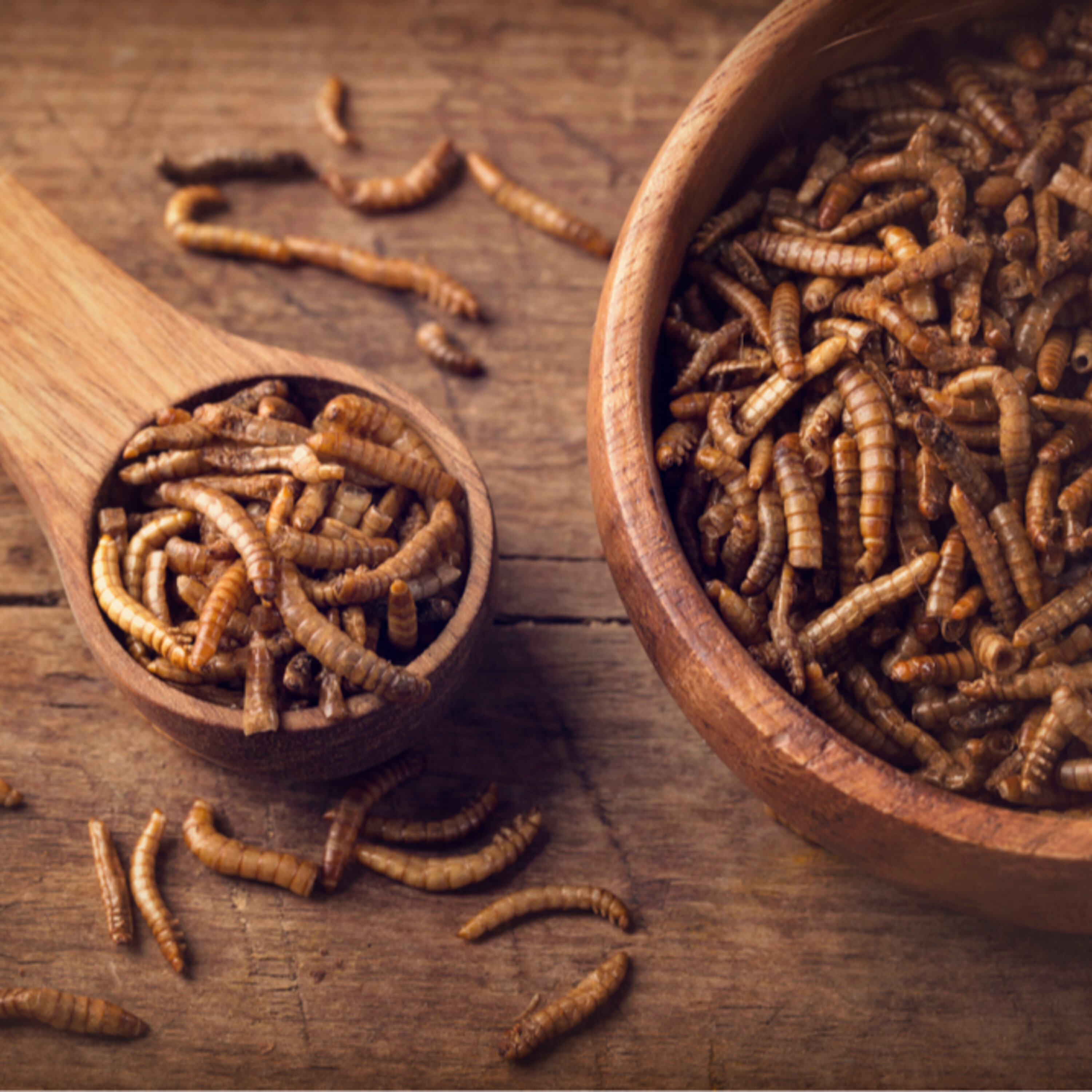 Save The World, Eat Insects episode artwork
